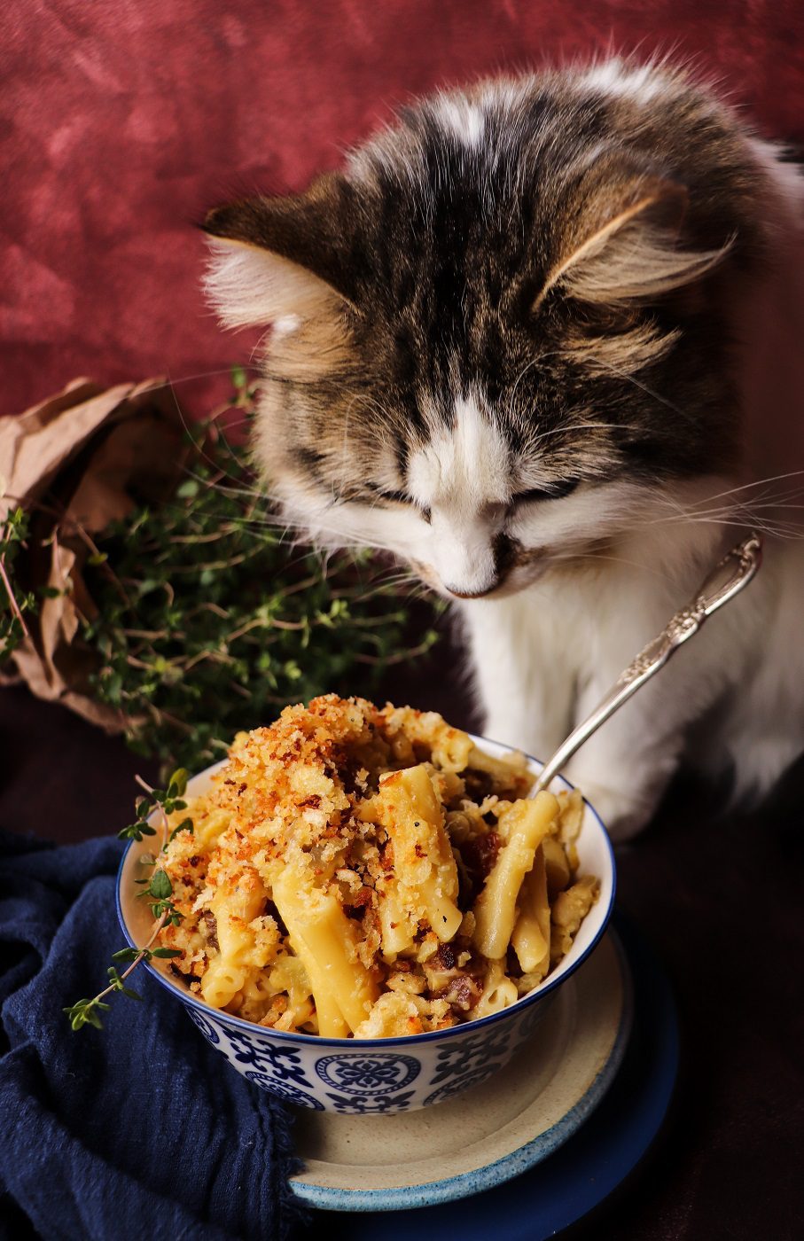 Sicilian pasta with cauliflower, anchovies, raisins, pine nuts, and toasted breadcrumbs in a patterned bowl, with Daisy the cat curiously inspecting the dish in the background.