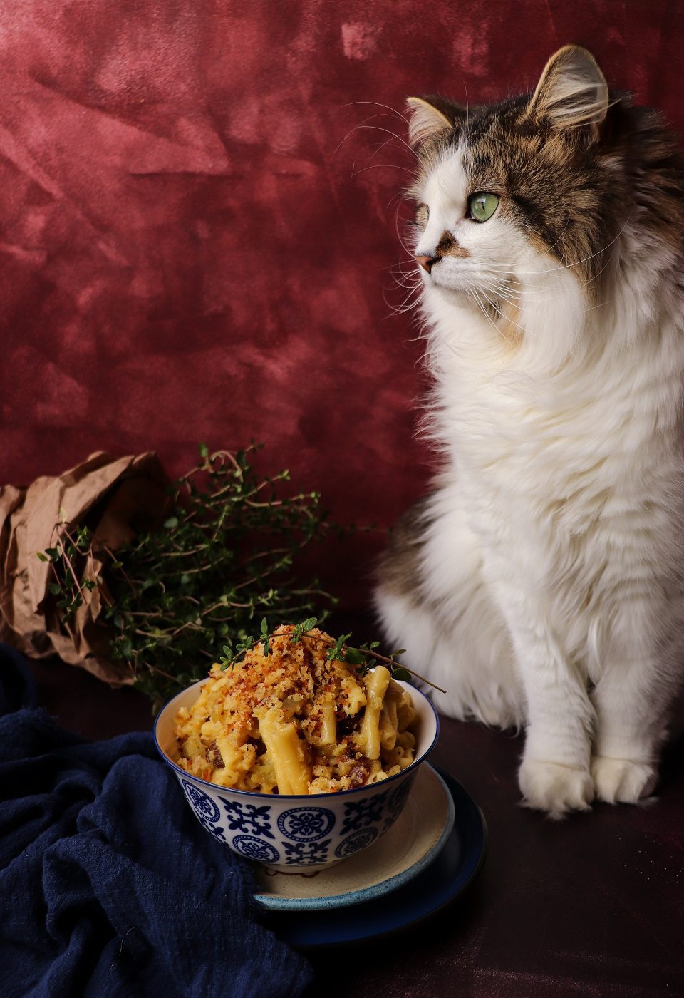 Sicilian pasta with cauliflower, anchovies, raisins, pine nuts, and toasted breadcrumbs in a patterned bowl, with Daisy the cat curiously inspecting the dish in the background.