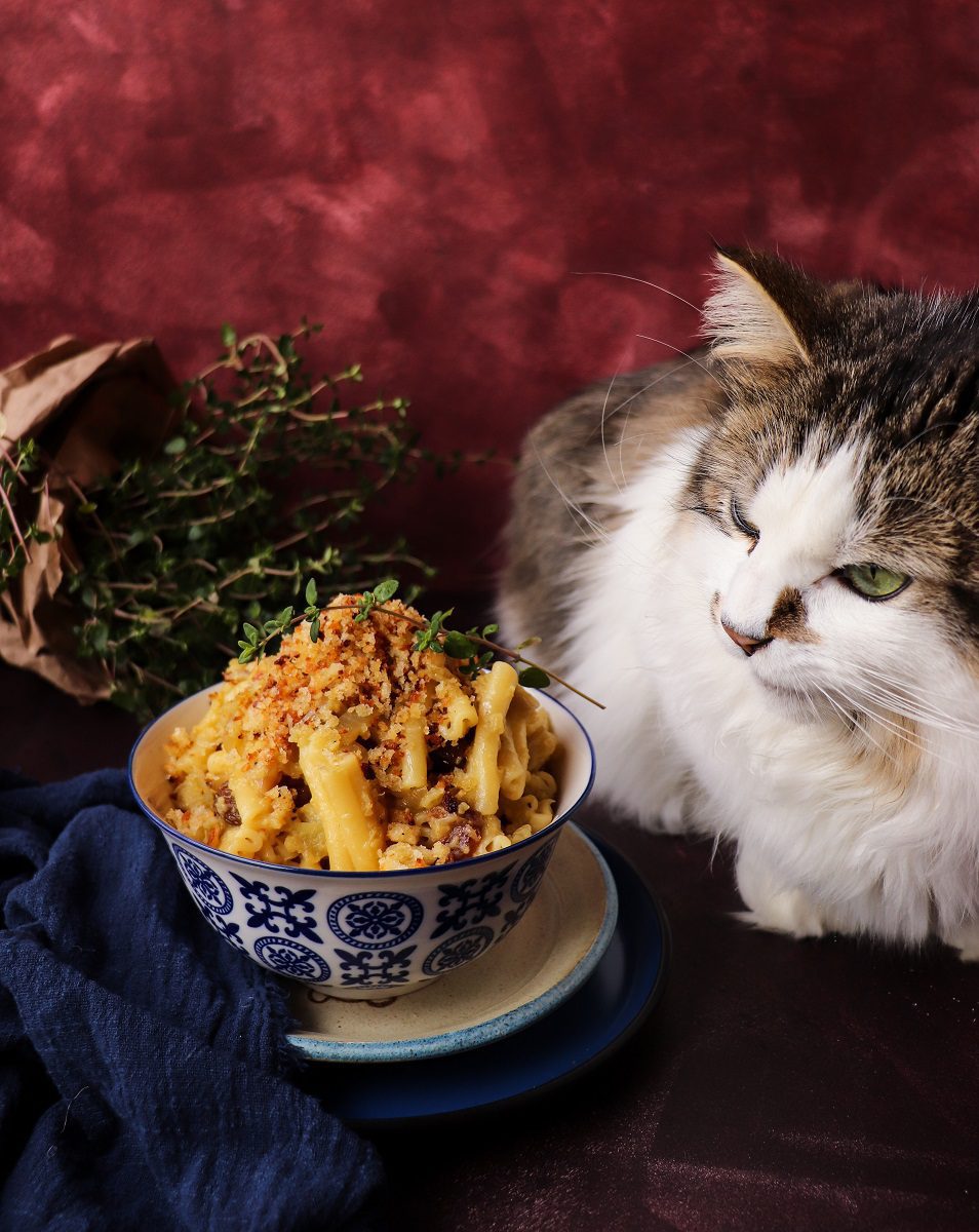 Sicilian pasta with cauliflower, anchovies, raisins, pine nuts, and toasted breadcrumbs in a patterned bowl, with Daisy the cat curiously inspecting the dish in the background.