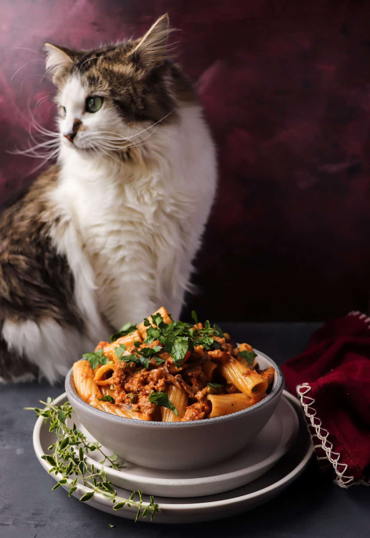 Creamy Bolognese pasta (Pasta alla Pastora) served with rigatoni in a rich cream-enhanced Bolognese sauce with mushrooms, ham, and green peas, photographed with Daisy the cat in the background.