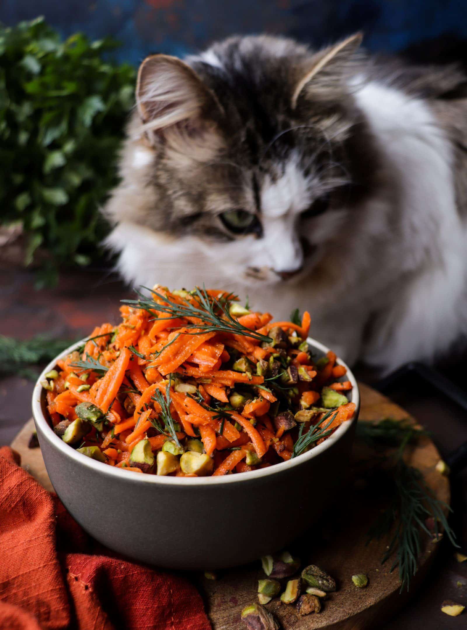 Carrot salad with pistachios and dill in a bowl with Daisy the cat curiously looking at the salad.