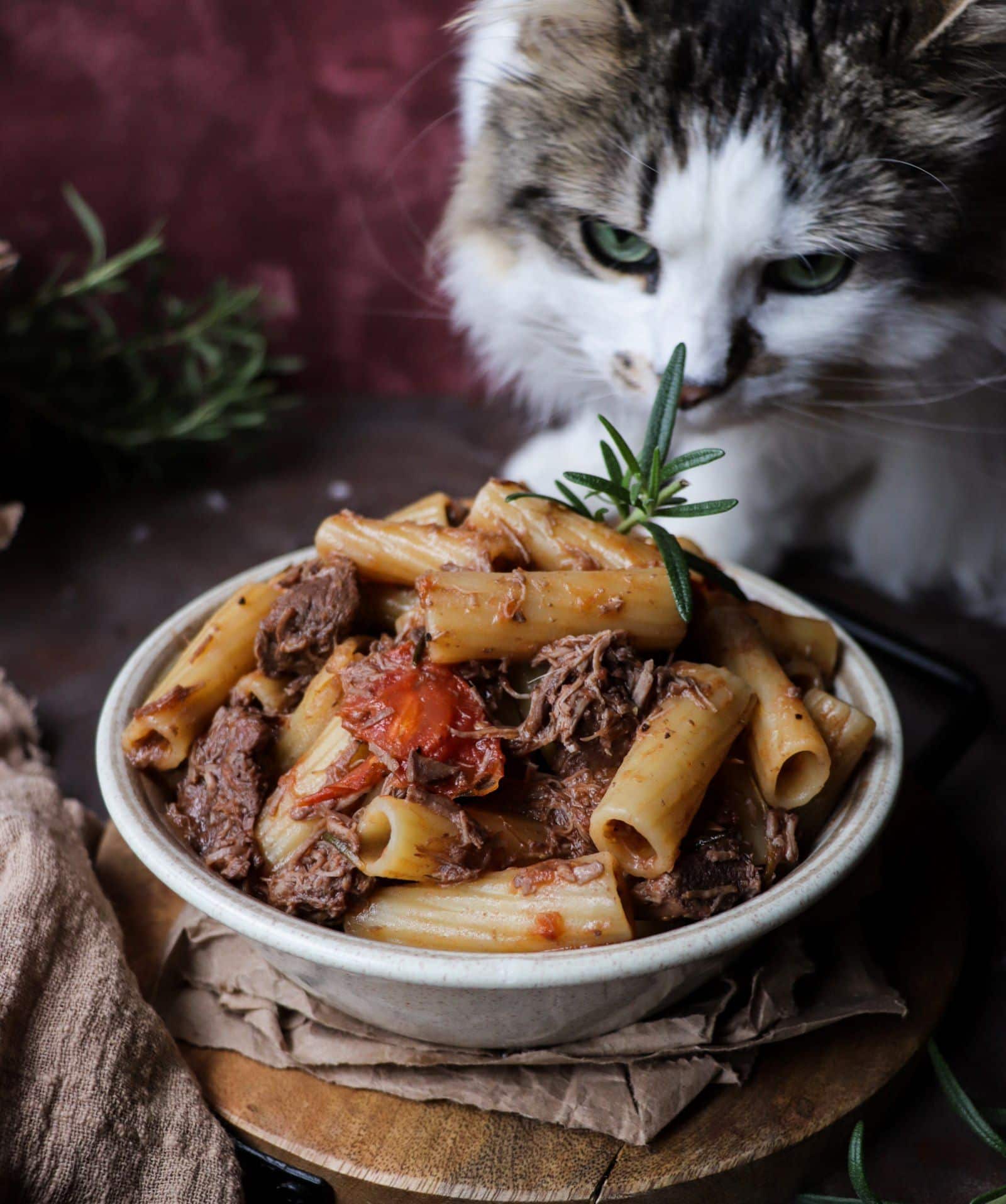 Pasta with lamb ragu made with slow-cooked lamb, rigatoni, tomatoes, and rosemary, photographed with Daisy the cat inspecting the dish.