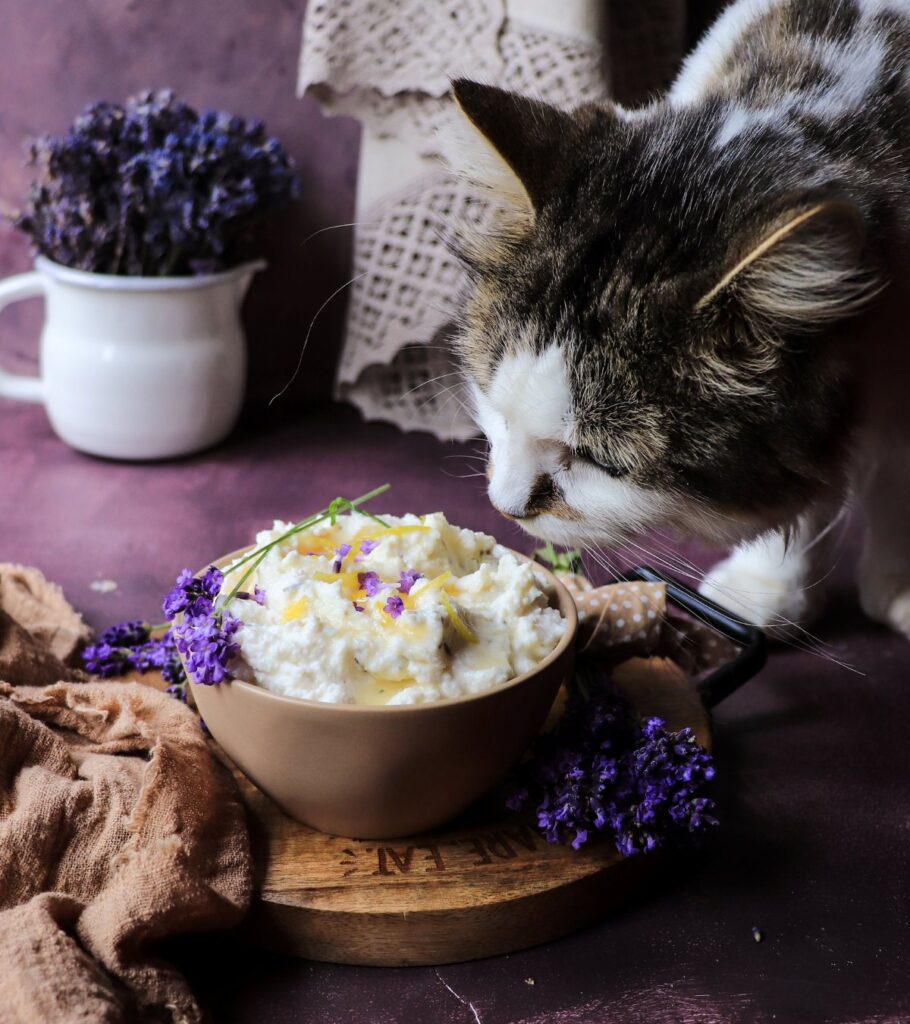 Honey Lavender Ricotta Spread