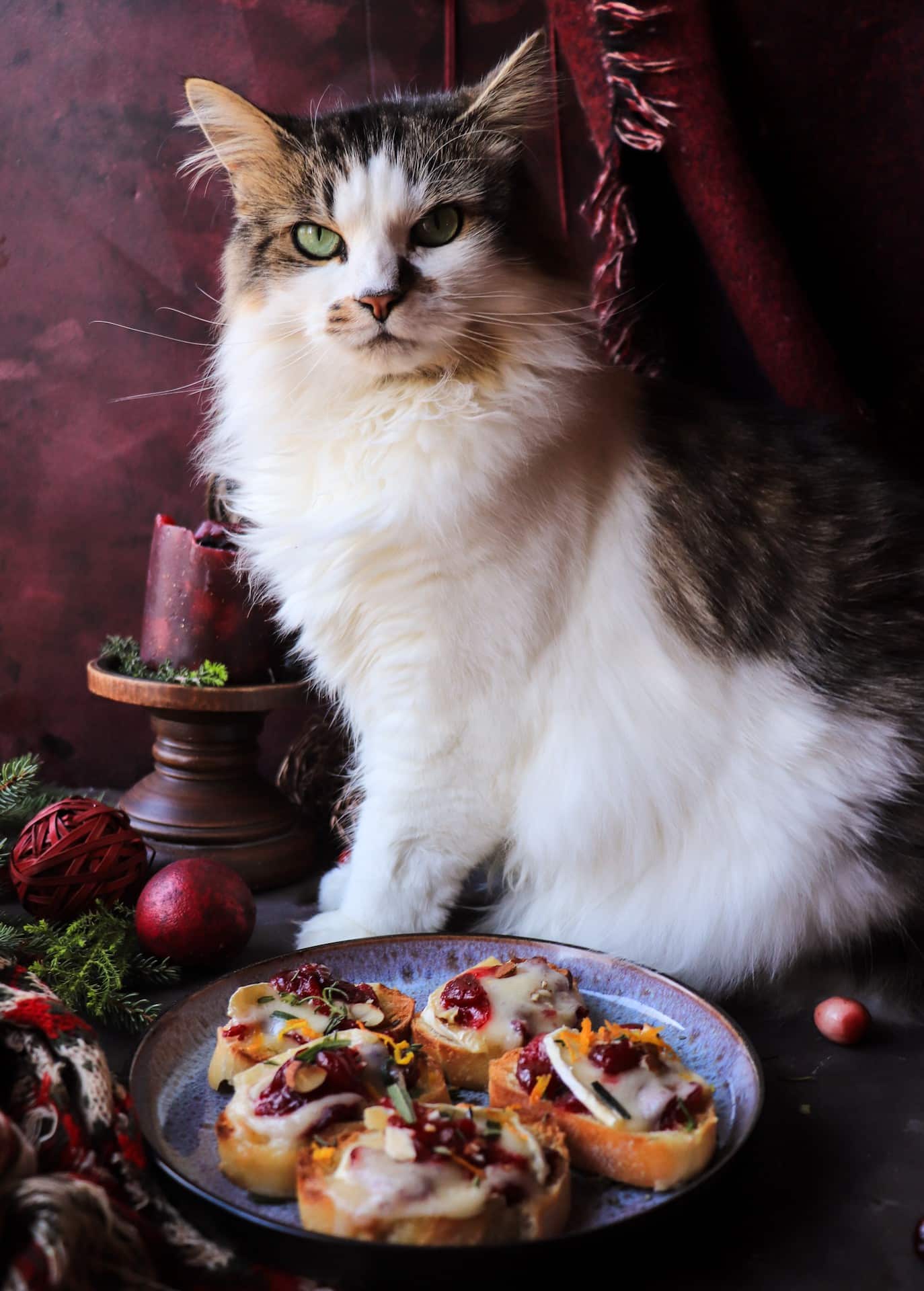Festive cranberry brie crostini on a Christmas-styled table as Daisy the cat curiously inspects the platter, surrounded by winter greenery and warm seasonal decor.