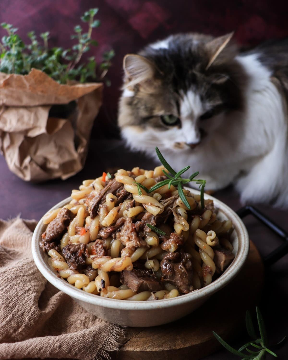 Venetian duck ragù pasta served in a ceramic bowl with short pasta, tender duck pieces, grated Parmigiano, and rosemary, with Daisy the cat curiously inspecting the dish on a wooden board against a dark burgundy background.