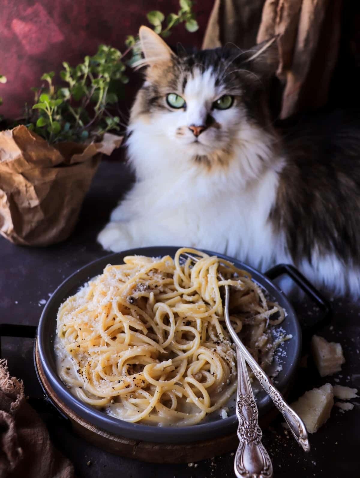 Creamy Cacio e Pepe pasta with pecorino and black pepper, with a fluffy cat beside the plate.