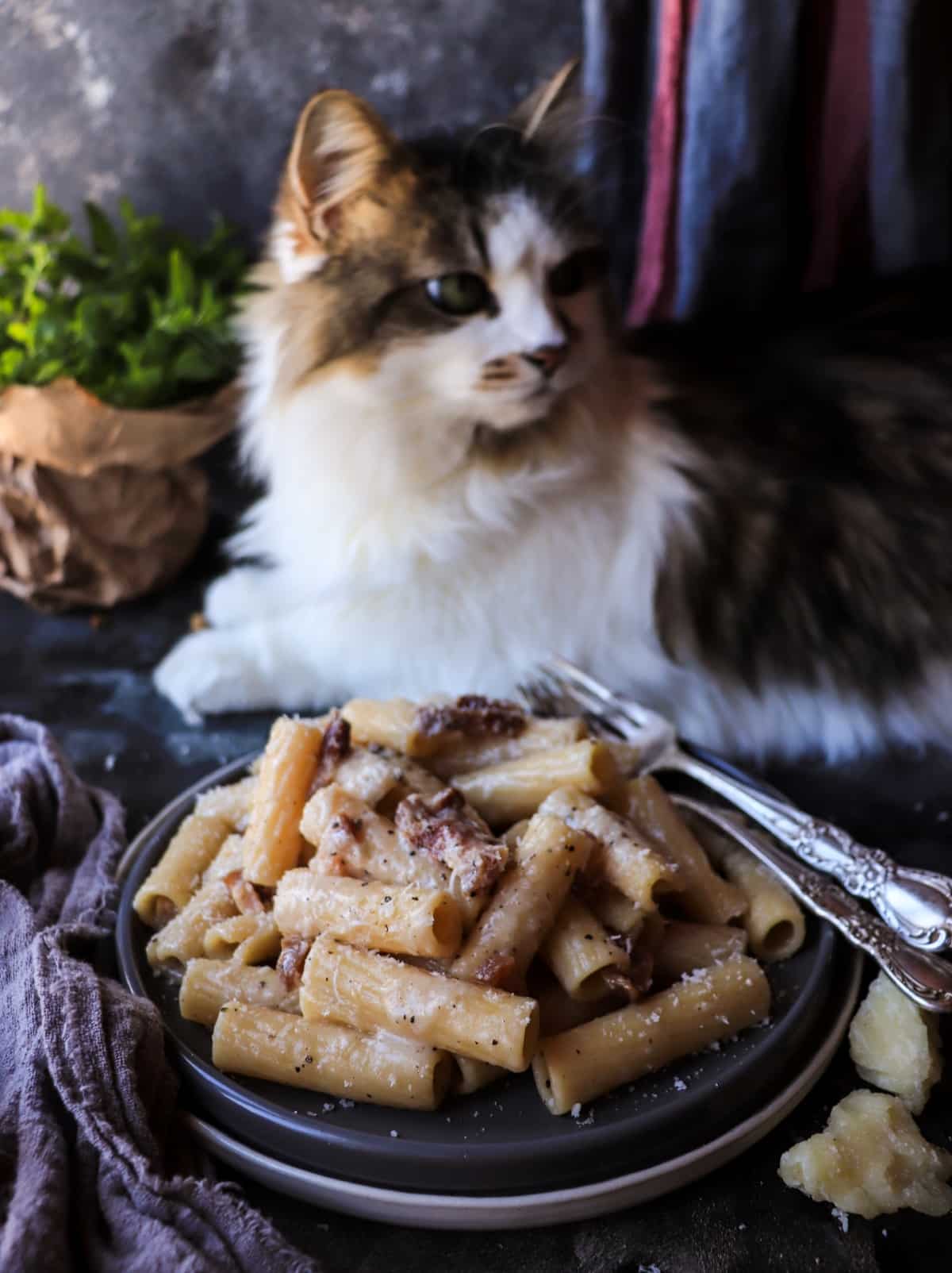 Rigatoni pasta alla Gricia with guanciale and Pecorino Romano, styled on a dark surface with Daisy the cat in the background.