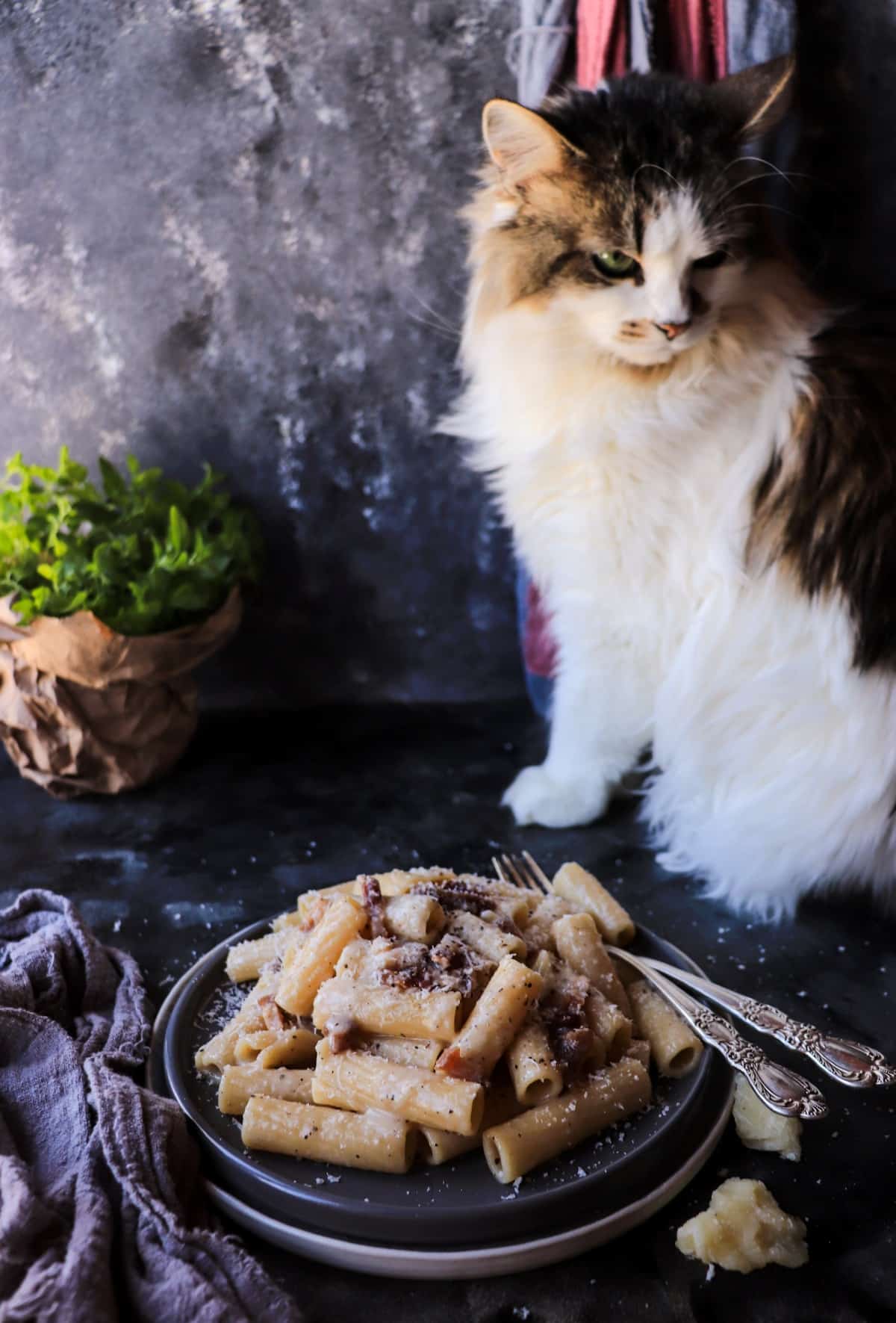 Rigatoni pasta alla Gricia with guanciale and Pecorino Romano, styled on a dark surface with Daisy the cat in the background.