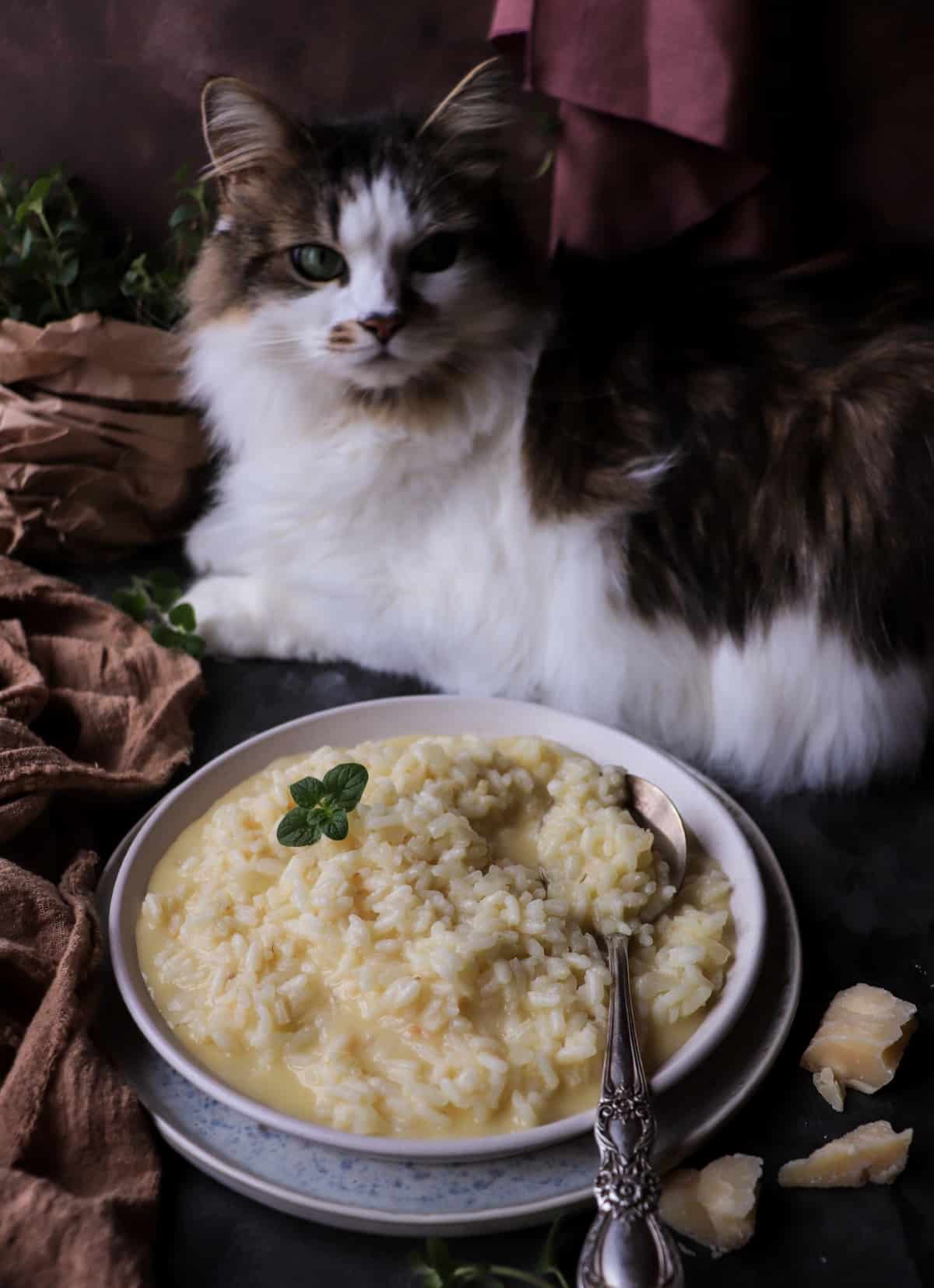 Creamy Parmesan Risotto (Risotto al Parmigiano) served on a flat plate, with Daisy the cat appearing in the background during the photo setup.