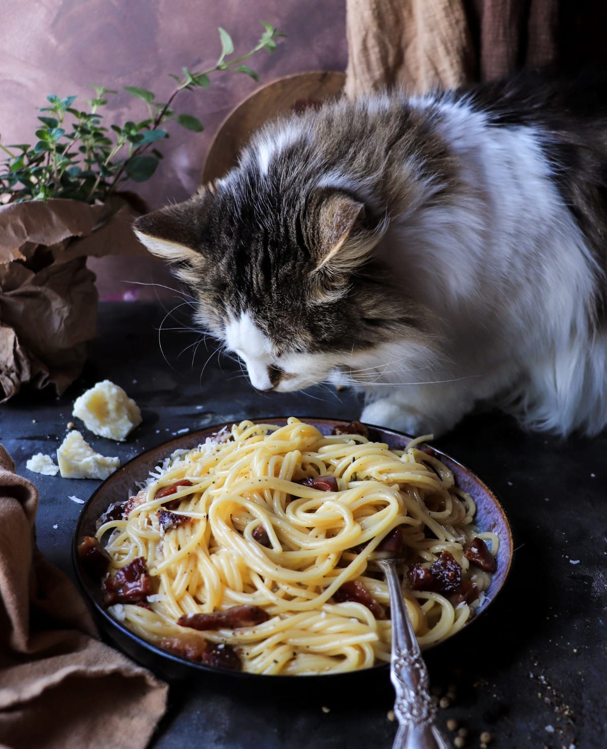 Spaghetti carbonara on a plate with Daisy the cat inspecting the dish from the side, adding a playful kitchen moment.