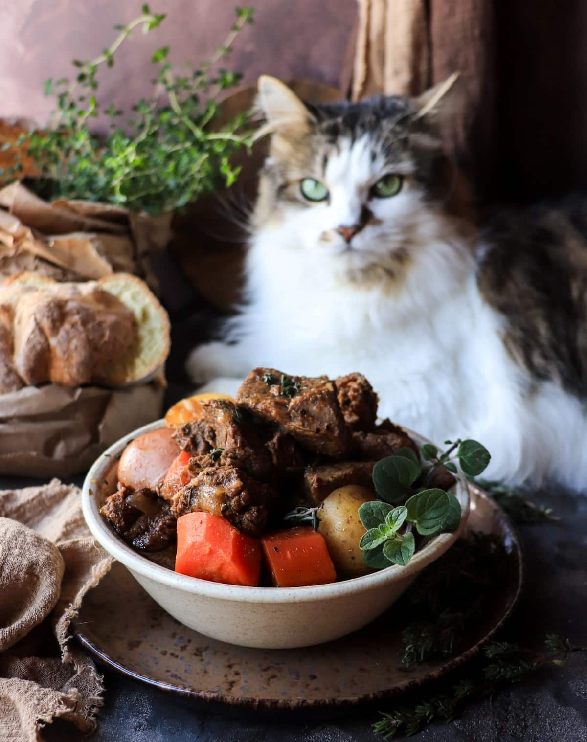 ALT: Traditional Irish stew with Guinness in a rustic bowl with fresh thyme garnish, with Daisy the cat in the background.
