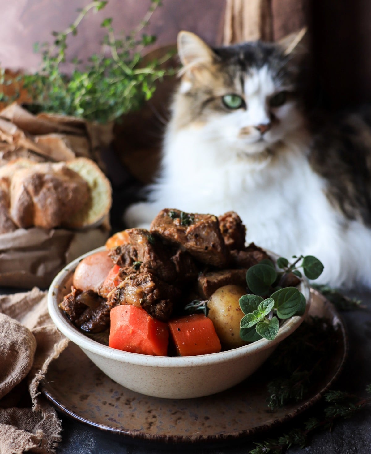 ALT: Traditional Irish stew with Guinness in a rustic bowl with fresh thyme garnish, with Daisy the cat in the background.