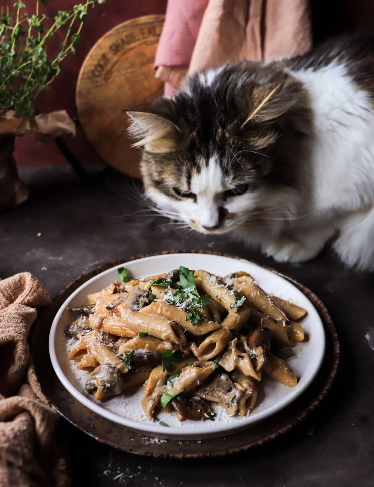Creamy mushroom Marsala pasta with penne and herbs, inspected by a curious cat in a rustic kitchen setting.