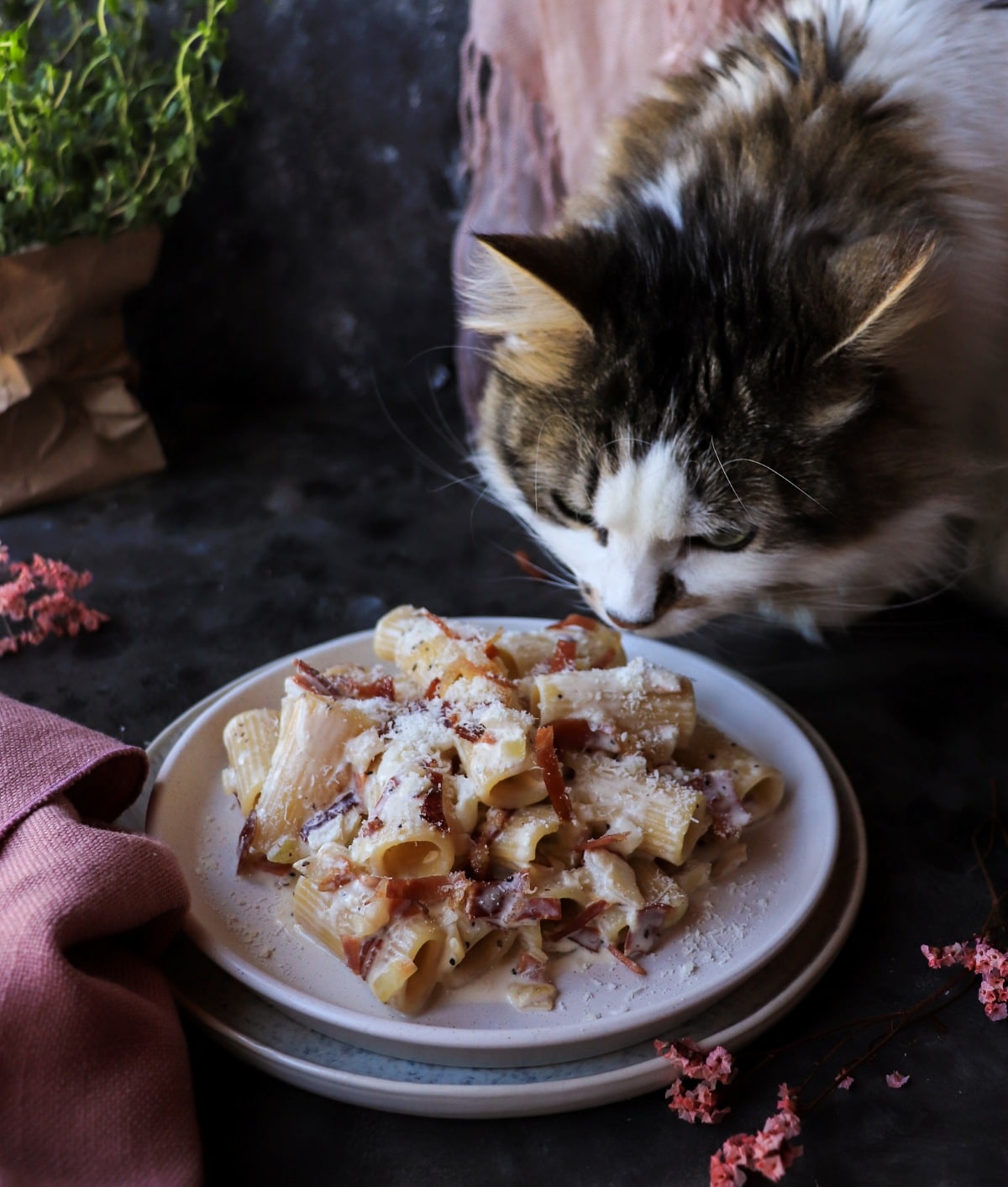 Daisy the cat sitting behind a plate of Creamy Speck Pasta with rigatoni and speck in the foreground.