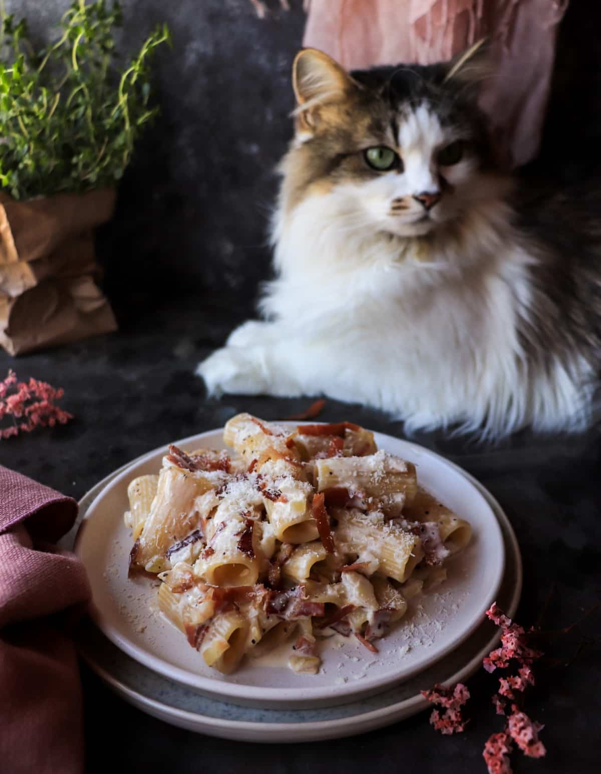 Daisy the cat sitting behind a plate of Creamy Speck Pasta with rigatoni and speck in the foreground.