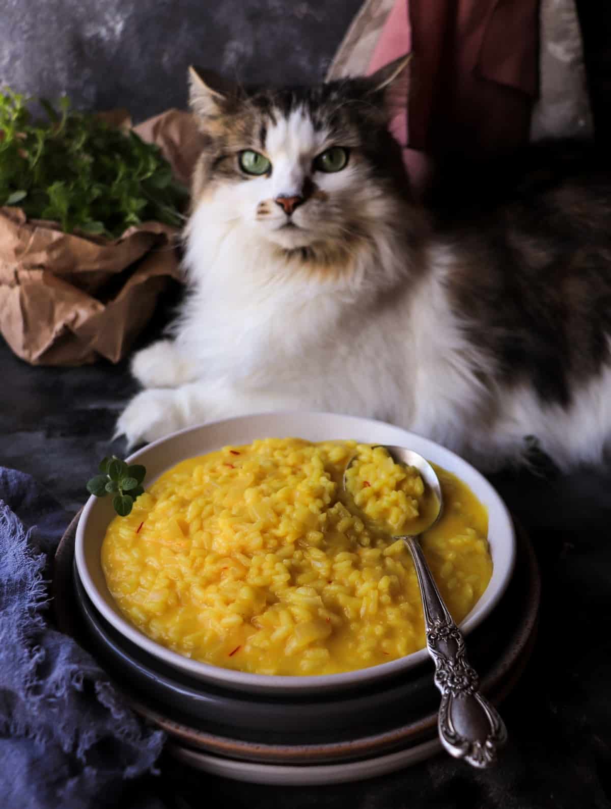 Italian saffron risotto served on a white plate with Daisy the cat curiously watching in the background.