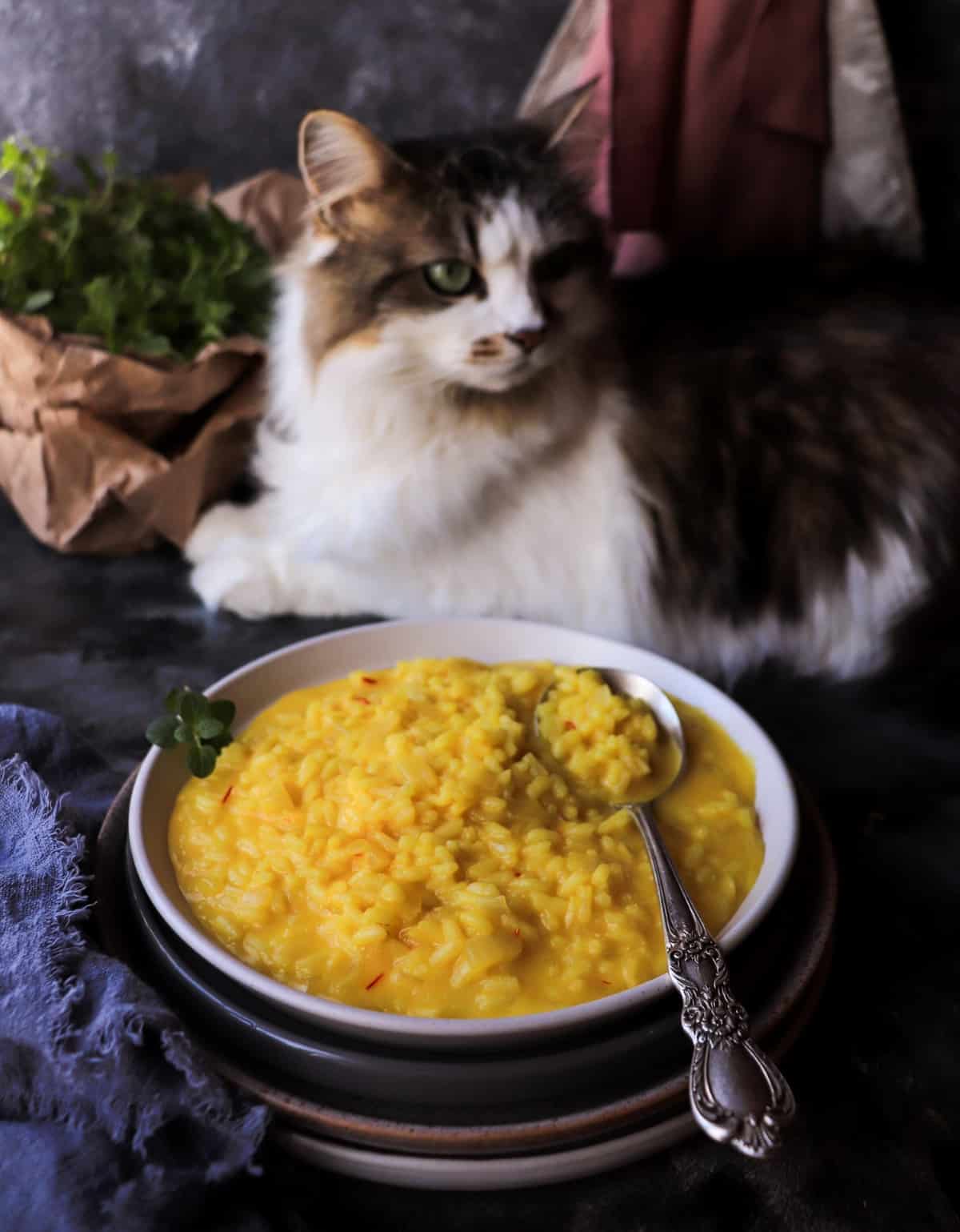 Italian saffron risotto served on a white plate with Daisy the cat curiously watching in the background.