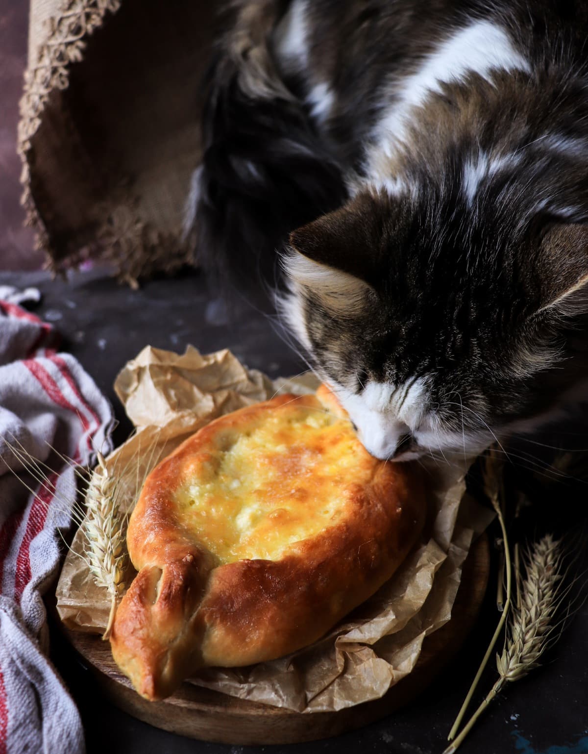 Curious cat inspecting freshly baked khachapuri on rustic board