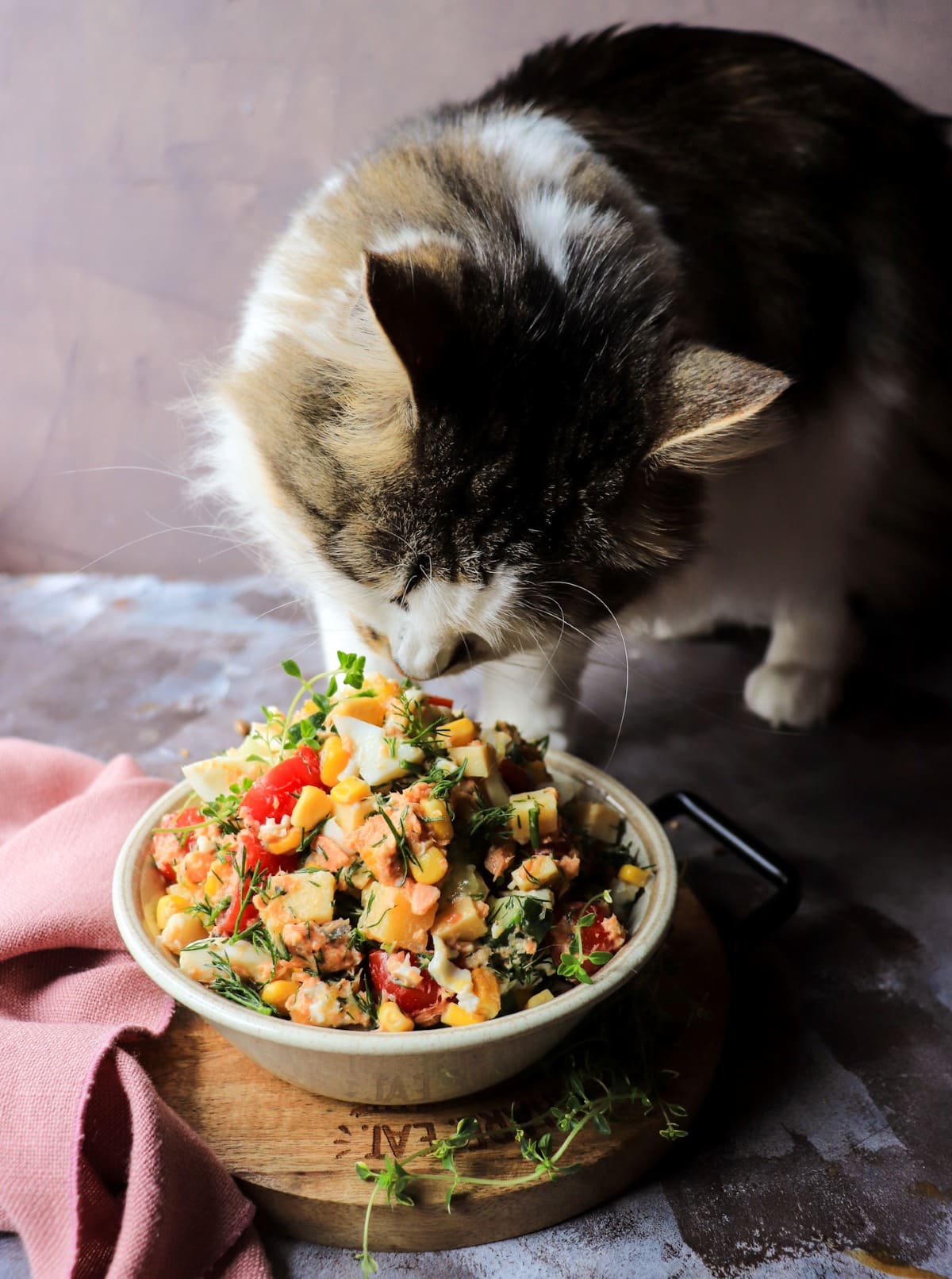 canned salmon egg salad with corn and eggs with a curious cat tasting the dish