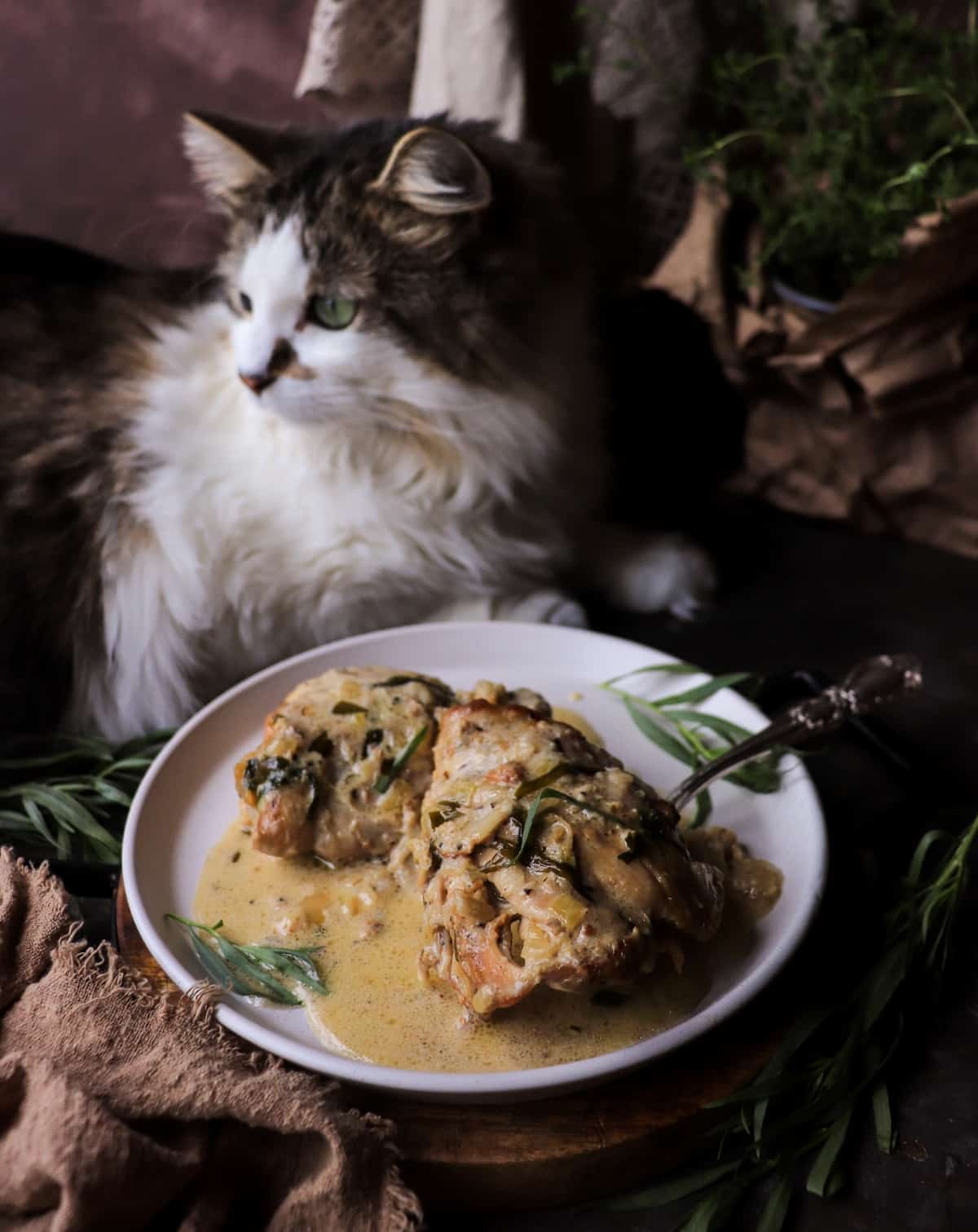 French Tarragon Chicken on a plate with Daisy the cat in the background during the photoshoot