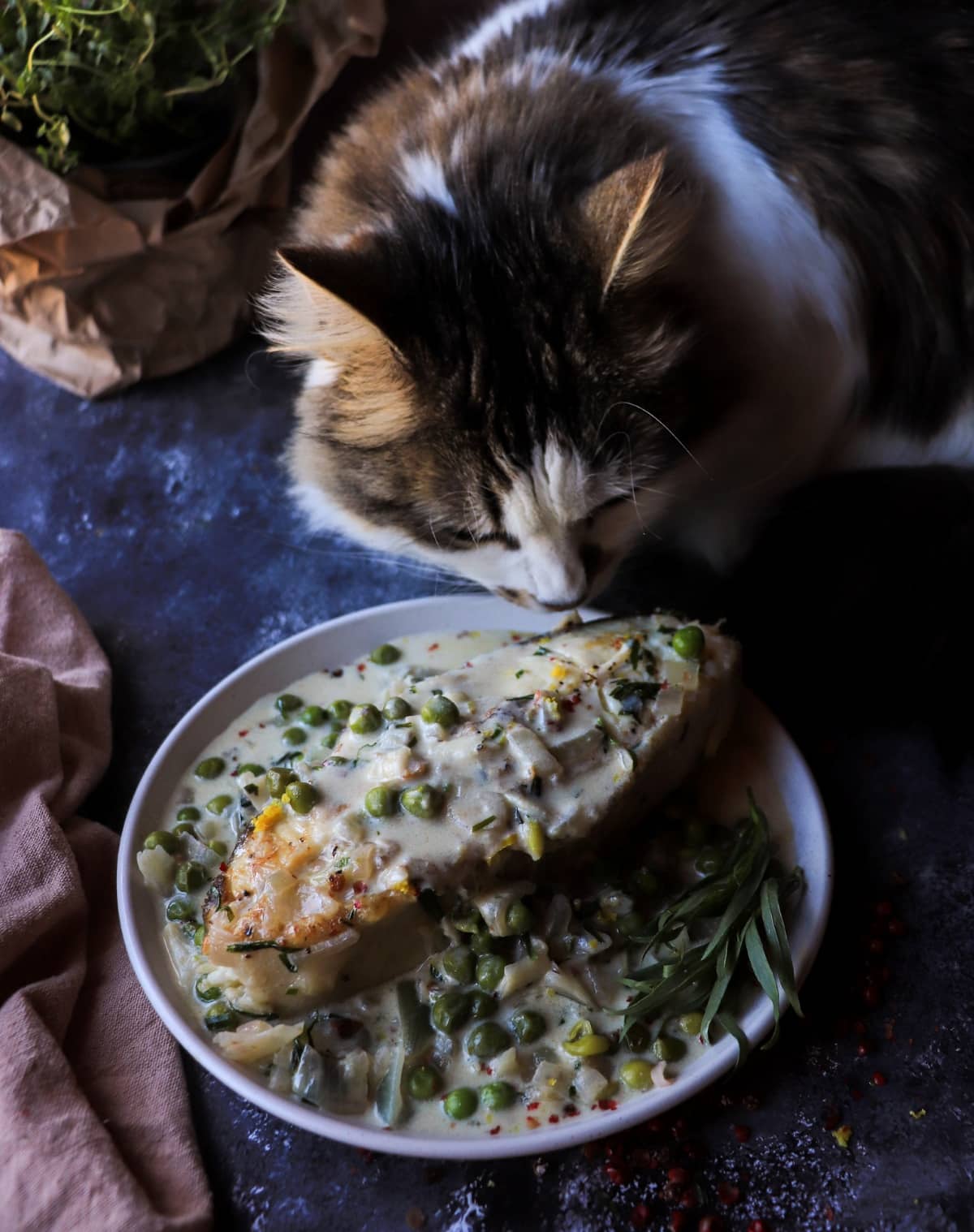cat sniffing halibut in white wine tarragon cream sauce