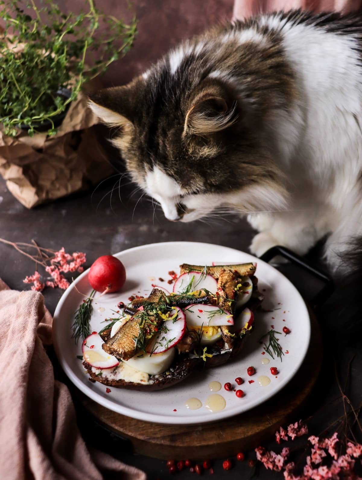 Smoked Baltic sprats on rye with egg and dill, open sandwich with radish and herbs