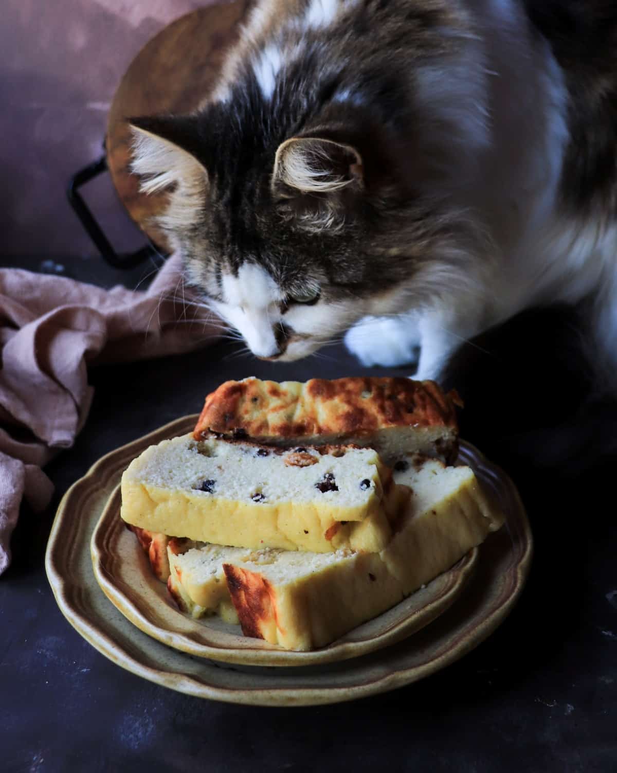 cat sniffing homemade cottage cheese bake