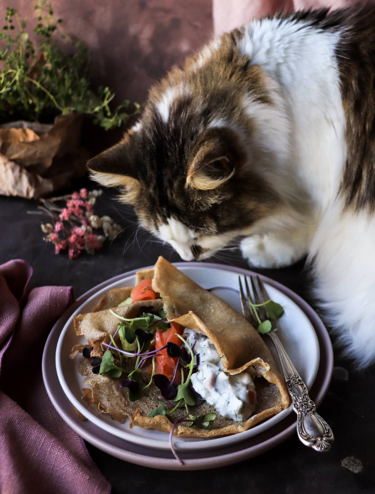 Cat inspecting Nordic-style rye crêpes with smoked salmon and dill sauce.