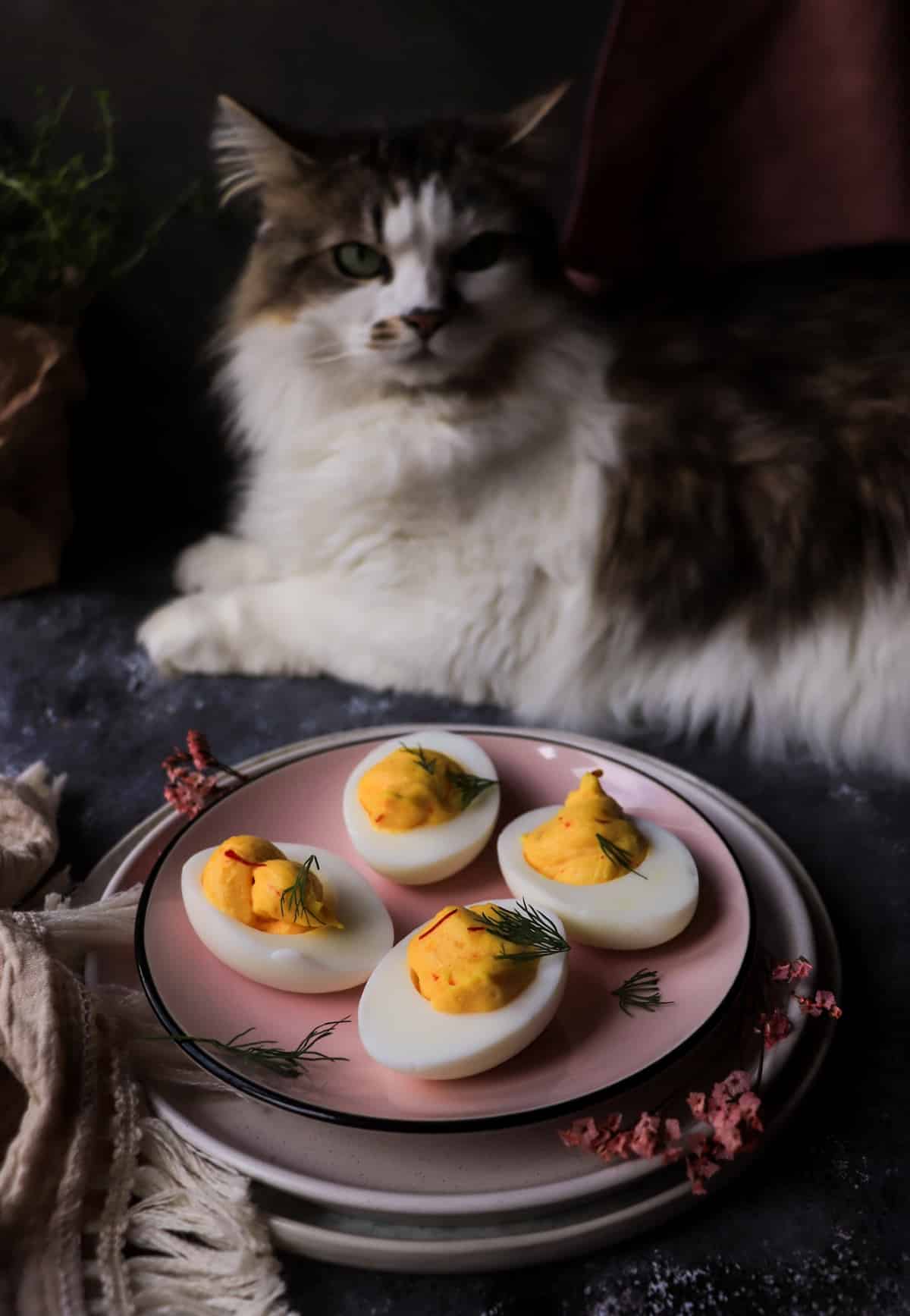saffron deviled eggs on plate with Daisy the cat in background
