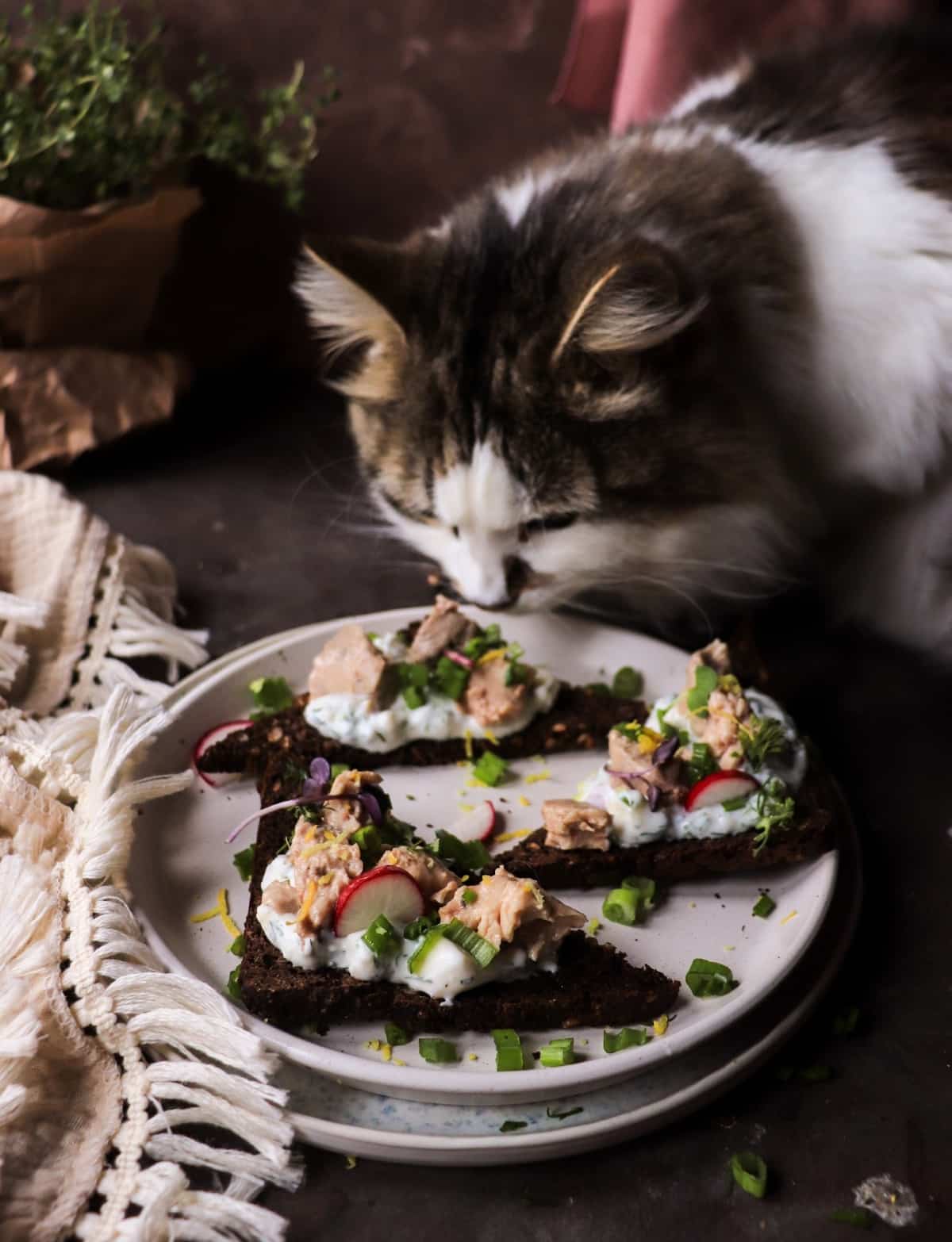 Smoked cod liver rye toasts with lemon and green onions beside Daisy the cat