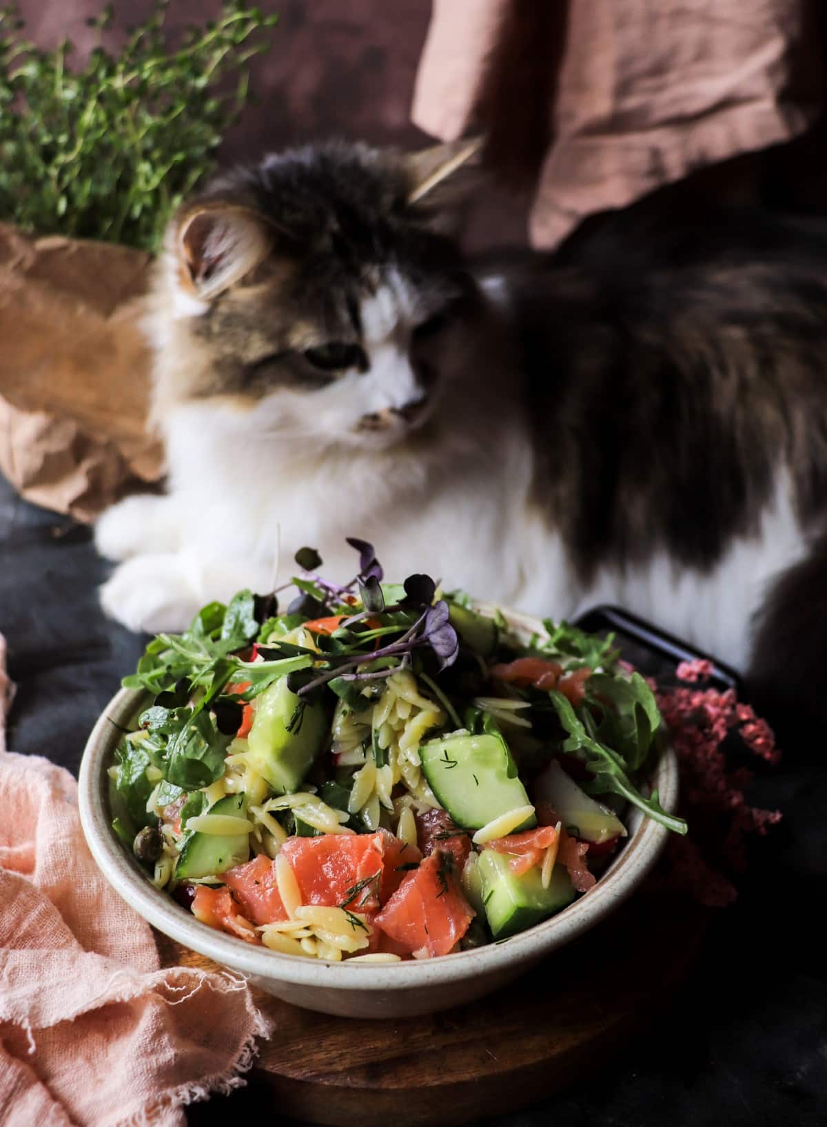 Nordic-inspired smoked salmon salad beside Daisy the cat.