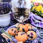 Blueberry Madeleines with Lavender