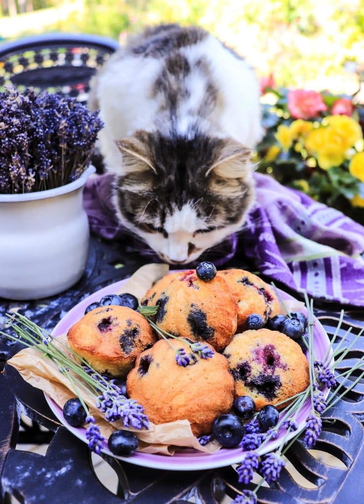 Blueberry Madeleines with Lavender