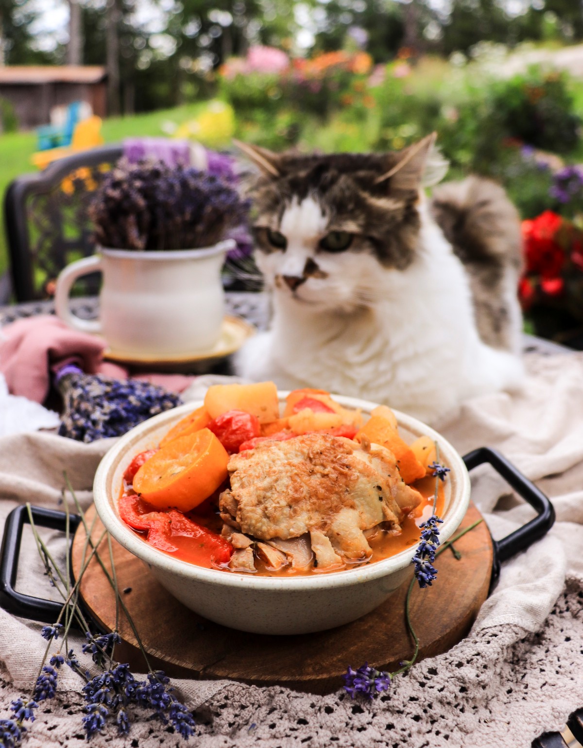 chicken stew with lavender and Daisy the cat