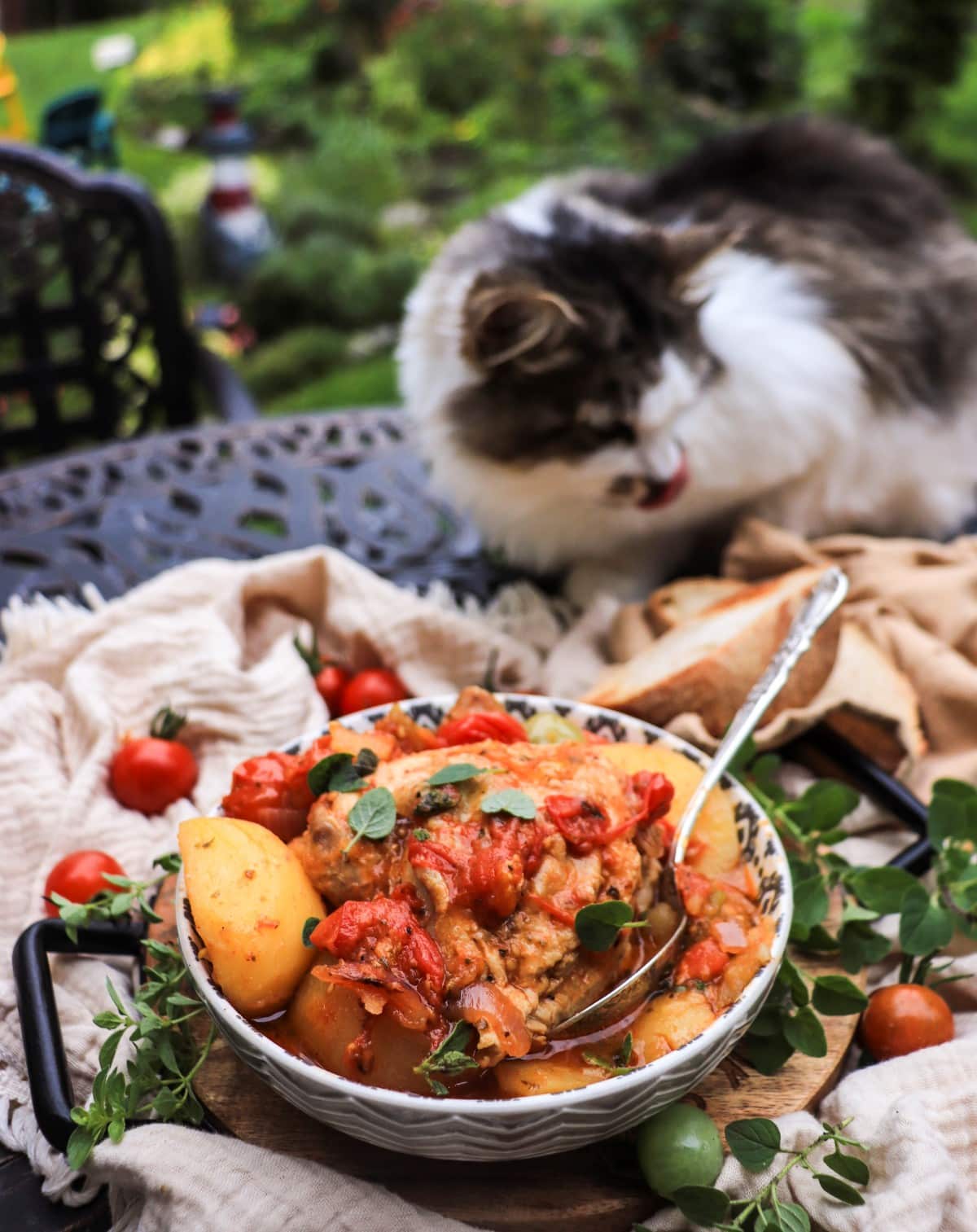 fresh tomato chicken stew with potatoes and Daisy the cat