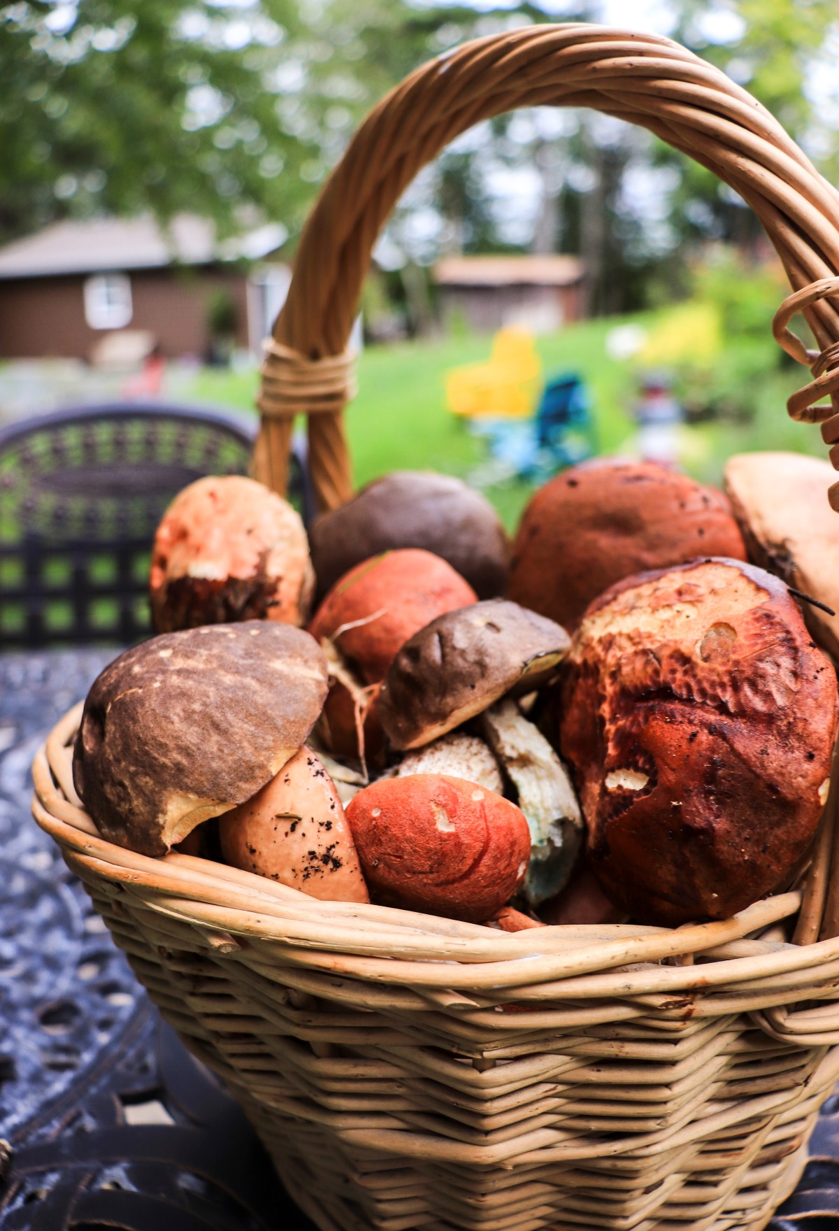 basket of freshly foraged boletus mushrooms (Nova Scotia, Canada)