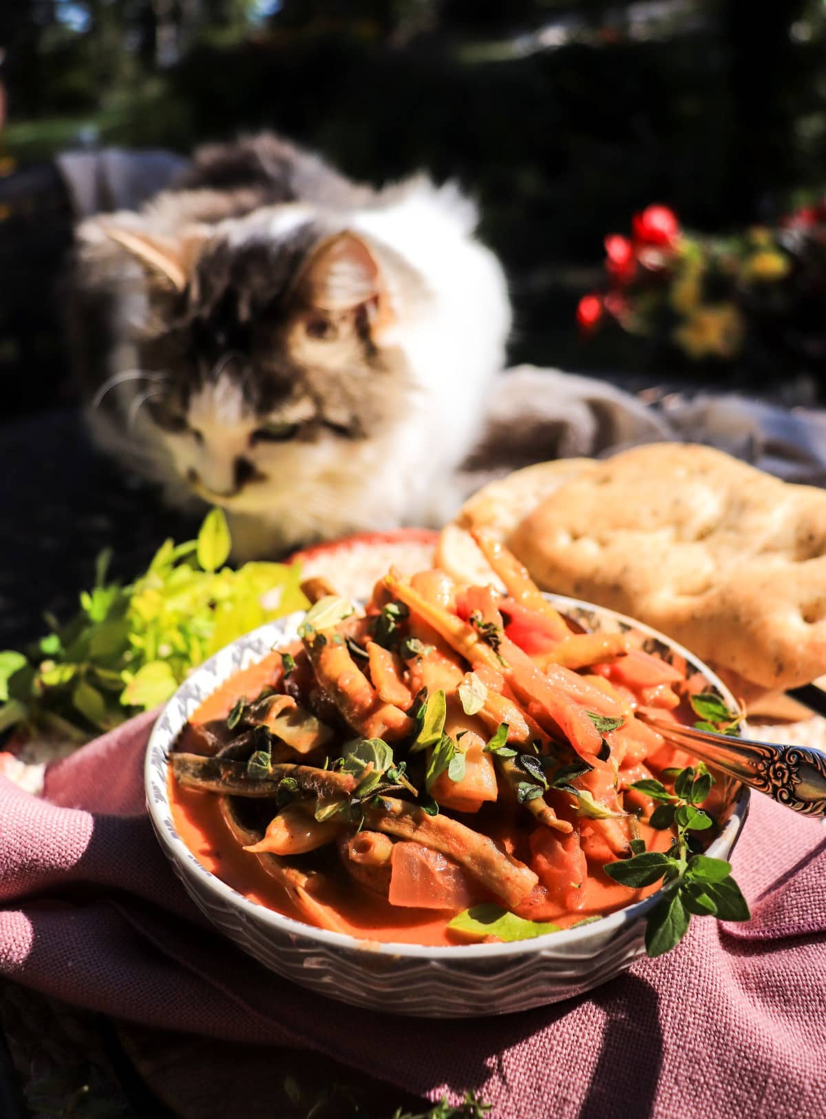 green bean stew with sour cream and Daisy the cat