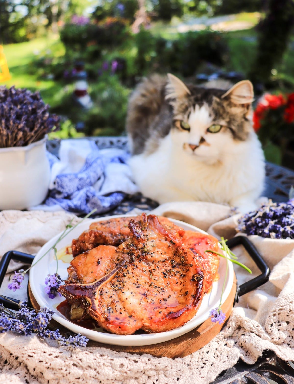 honey lavender pork chops with fluffly Daisy the cat sitting nearby