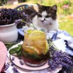 Lavender Lime Cooler