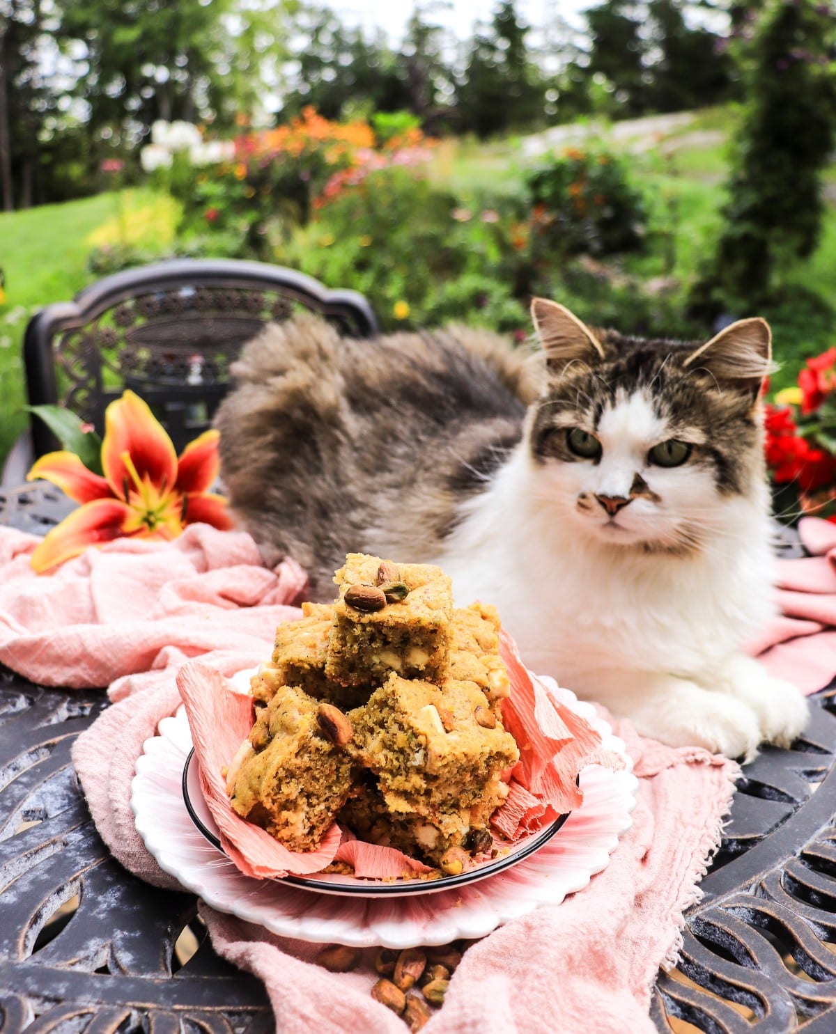 fluffy Daisy the cat next to a stack of pistachio cake bars with white chocolate and orange