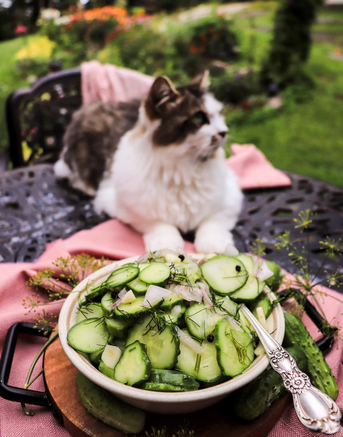 homemade pickled cucumbers with dill flowers