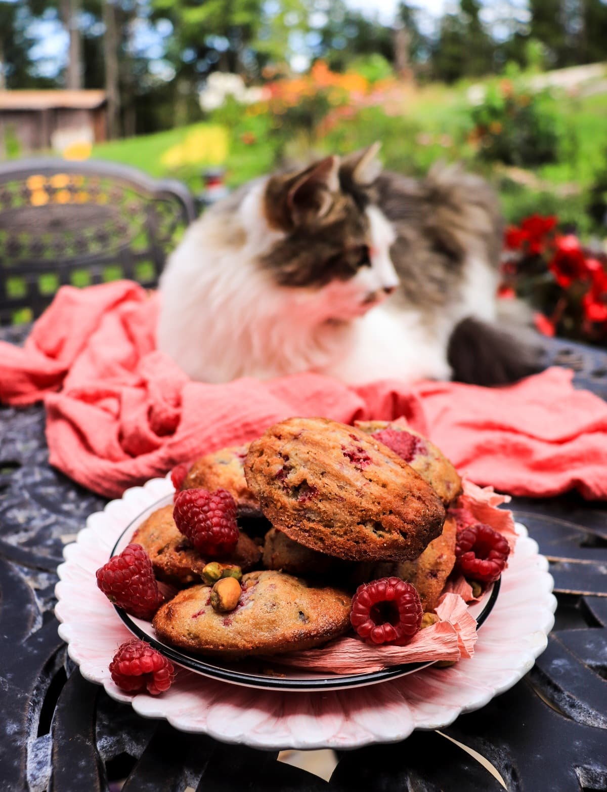raspberry madeleines with pistachios