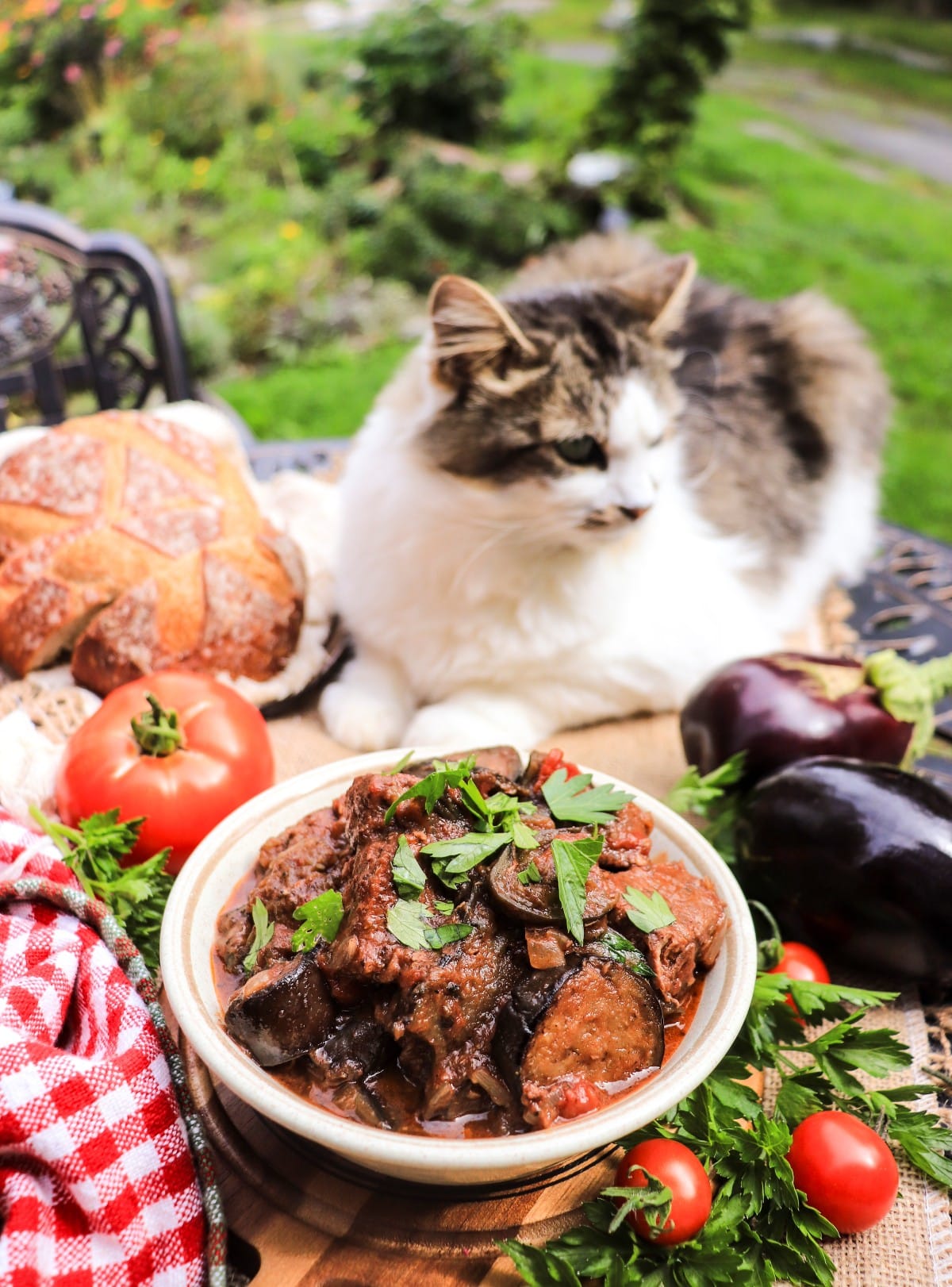 Greek beef and eggplant stew with fresh tomatoes and Daisy the cat