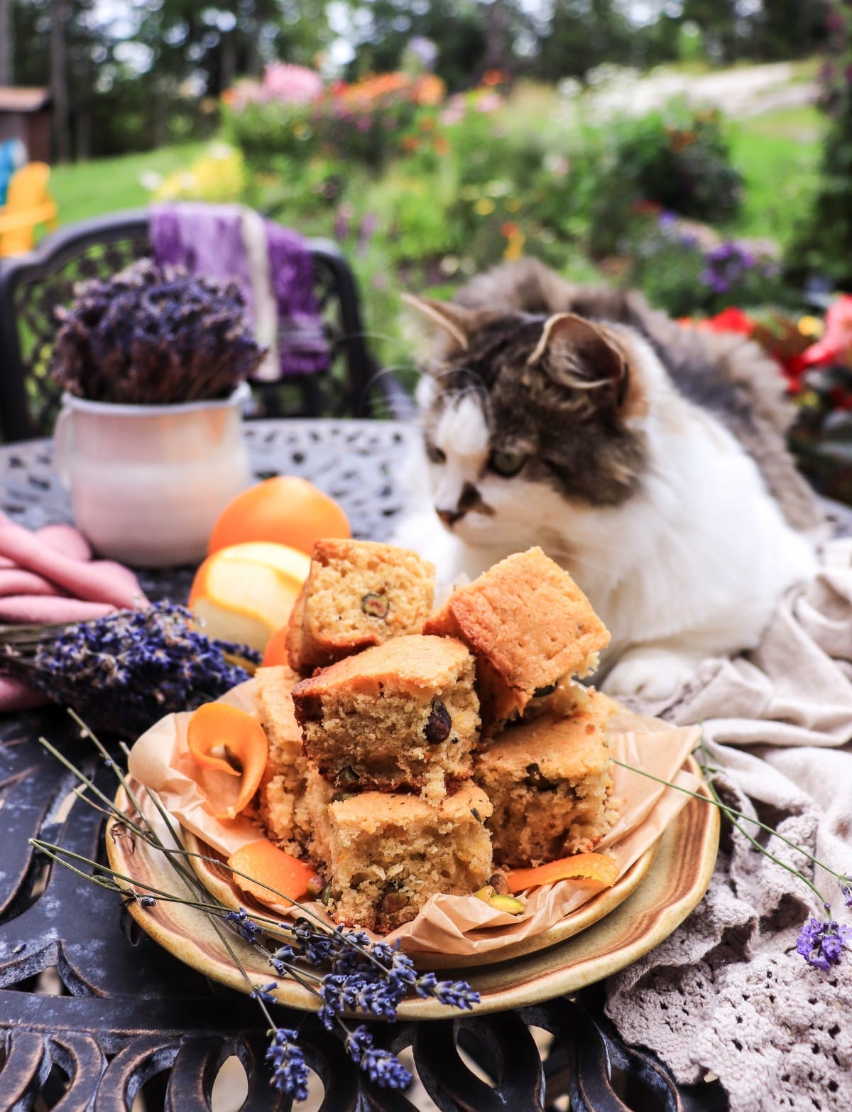 orange pistachio cake bars with lavender and Daisy the cat