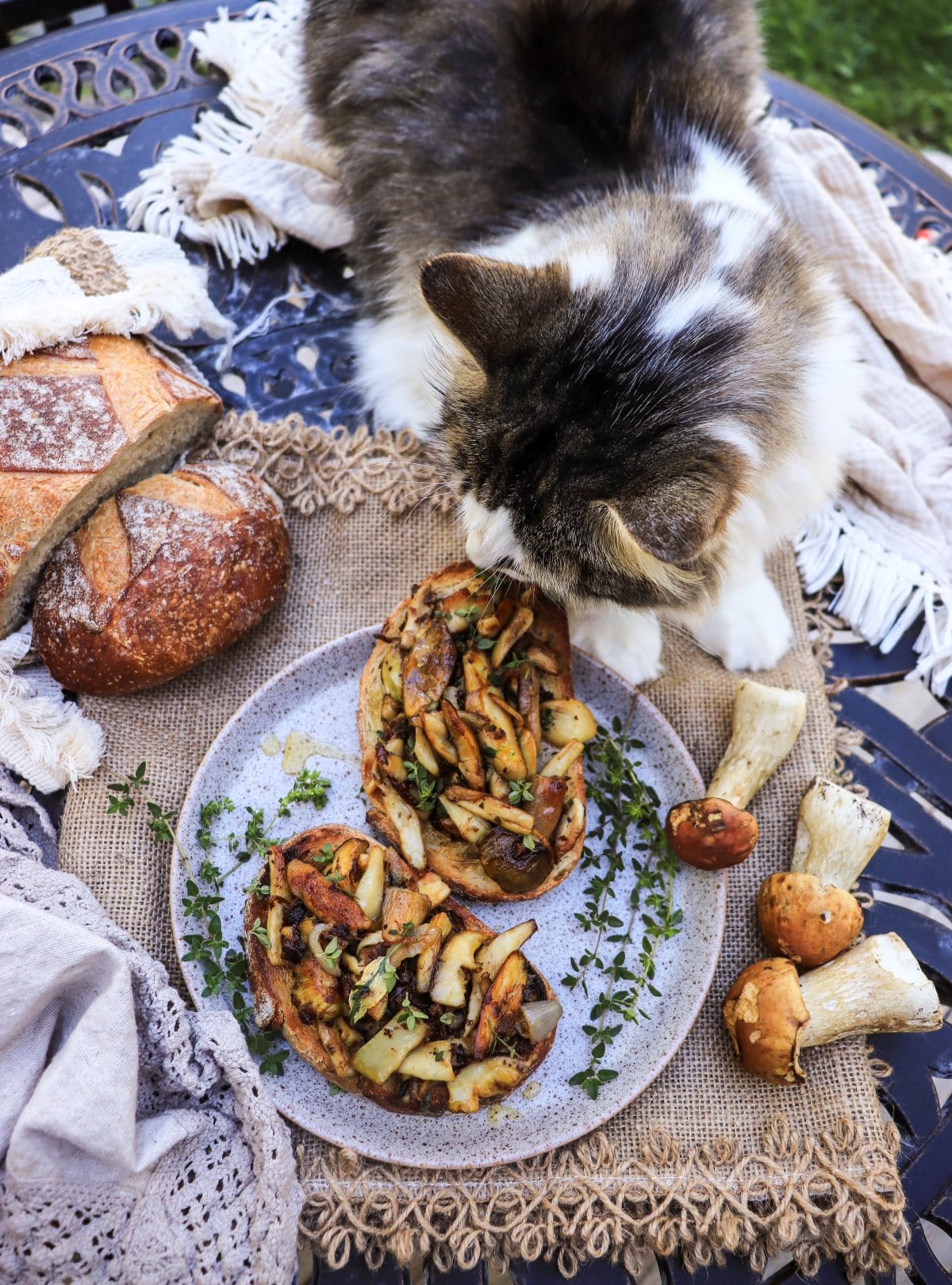 fresh porcini (king boletus mushrooms) bruschetta with thyme and sage (with Daisy the cat)