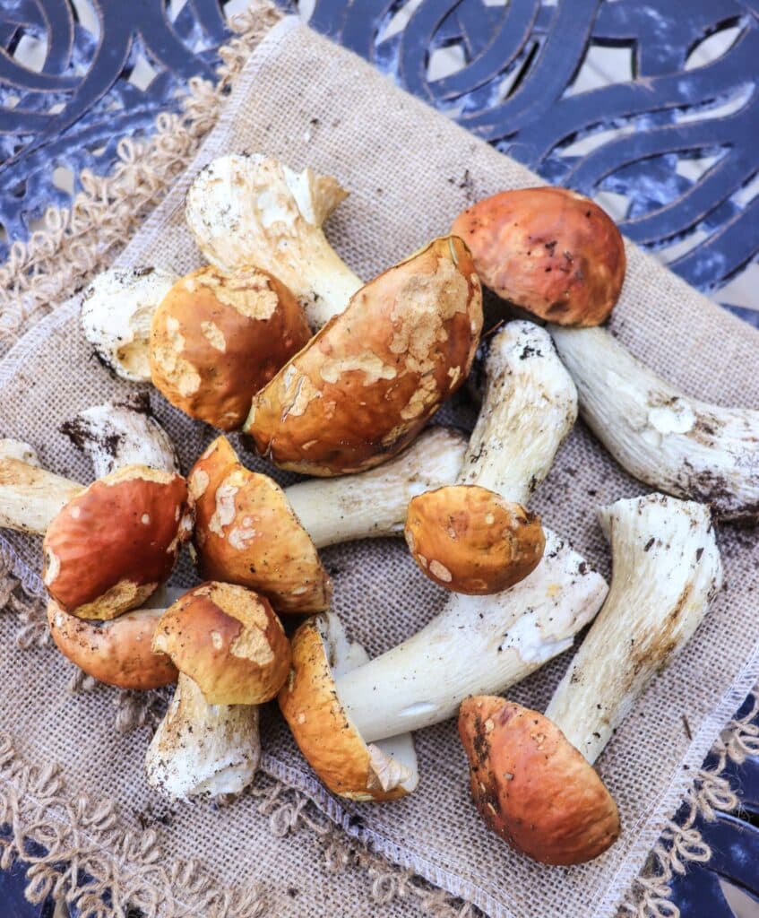 fresh king boletes and porcini mushrooms