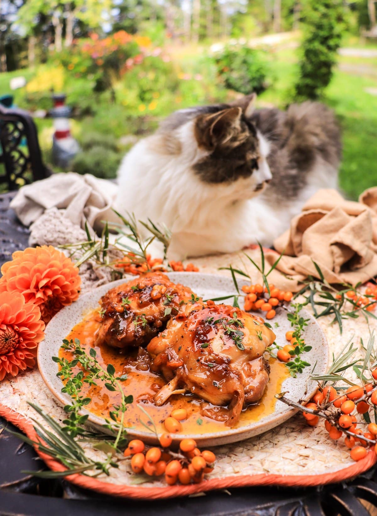 sea buckthorn glazed chicken with Daisy the cat behind