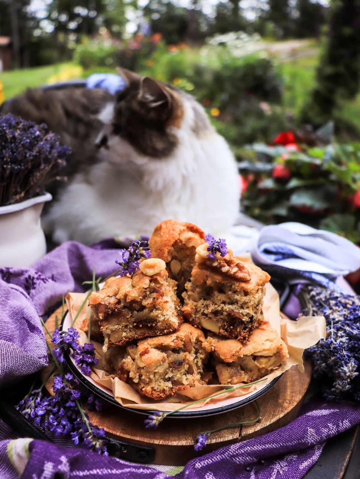 walnut fig cake bars with lavender and honey with Daisy the cat in the background